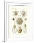 Phaeodaria, 1899-1904-null-Framed Giclee Print