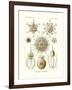 Phaeodaria, 1899-1904-null-Framed Giclee Print