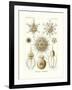 Phaeodaria, 1899-1904-null-Framed Giclee Print