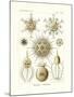 Phaeodaria, 1899-1904-null-Mounted Giclee Print