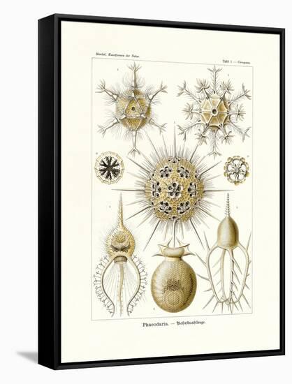 Phaeodaria, 1899-1904-null-Framed Stretched Canvas