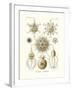 Phaeodaria, 1899-1904-null-Framed Giclee Print