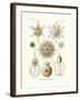 Phaeodaria, 1899-1904-null-Framed Giclee Print