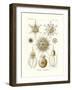 Phaeodaria, 1899-1904-null-Framed Giclee Print