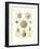 Phaeodaria, 1899-1904-null-Framed Giclee Print