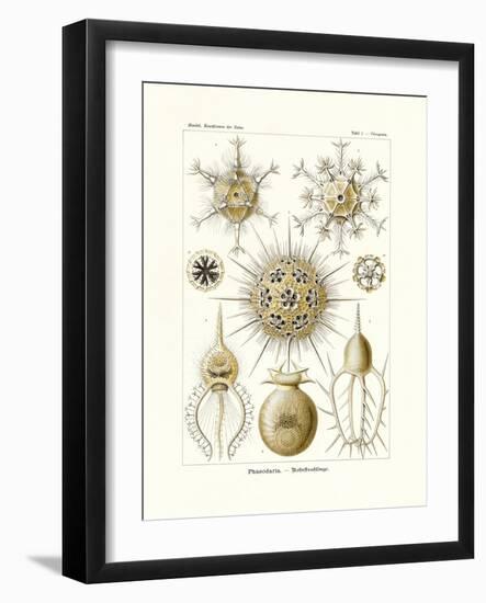 Phaeodaria, 1899-1904-null-Framed Giclee Print