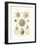 Phaeodaria, 1899-1904-null-Framed Giclee Print