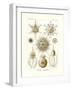 Phaeodaria, 1899-1904-null-Framed Giclee Print