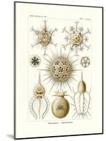 Phaeodaria, 1899-1904-null-Mounted Giclee Print