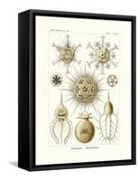 Phaeodaria, 1899-1904-null-Framed Stretched Canvas