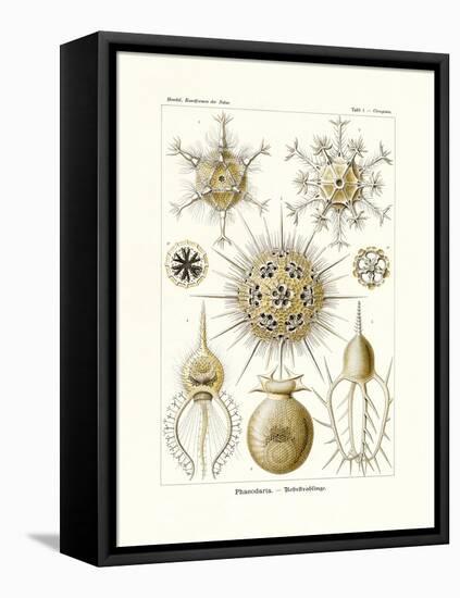 Phaeodaria, 1899-1904-null-Framed Stretched Canvas