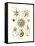 Phaeodaria, 1899-1904-null-Framed Stretched Canvas