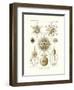 Phaeodaria, 1899-1904-null-Framed Premium Giclee Print