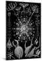 Phaeodaria Nature Art Print Poster by Ernst Haeckel-null-Mounted Poster