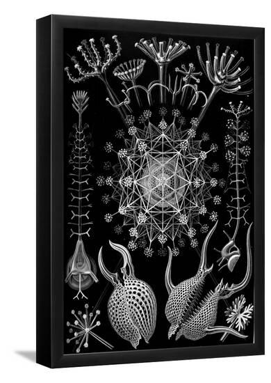 Poster, , large