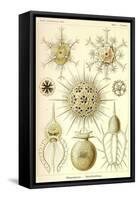 Phaeodaria Radiolaria-null-Framed Stretched Canvas