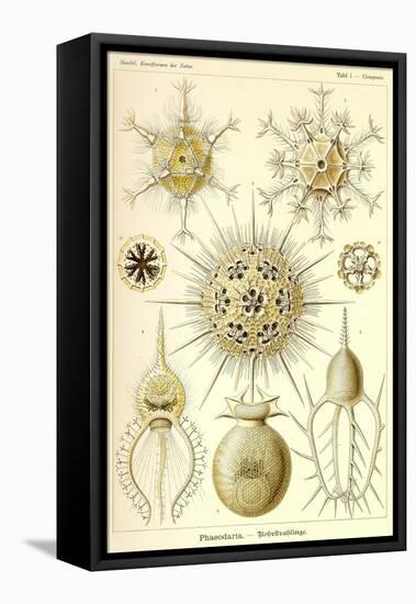 Phaeodaria Radiolaria-null-Framed Stretched Canvas