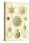 Phaeodaria Radiolaria-null-Stretched Canvas