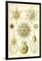 Phaeodaria Radiolaria-null-Framed Giclee Print