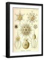 Phaeodaria Radiolaria-null-Framed Giclee Print