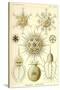 Phaeodaria Radiolaria-null-Stretched Canvas