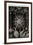 Phaeodaria Radiolarians-Ernst Haeckel-Framed Art Print