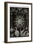 Phaeodaria Radiolarians-Ernst Haeckel-Framed Art Print