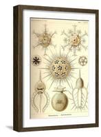 Phaeodaria Radiolarians-Ernst Haeckel-Framed Art Print