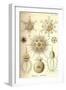 Phaeodaria Radiolarians-Ernst Haeckel-Framed Art Print