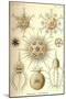 Phaeodaria Radiolarians-Ernst Haeckel-Mounted Art Print