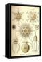 Phaeodaria Radiolarians-Ernst Haeckel-Framed Stretched Canvas