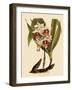 Phaius Tuberculosus-John Nugent Fitch-Framed Giclee Print