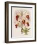 Phajus Cocksonii-Robert Warner-Framed Giclee Print