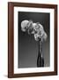 Phalaenopsis, 1998-Montclair Valentine-Framed Art Print