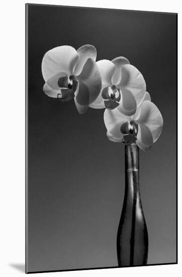 Phalaenopsis, 1998-Montclair Valentine-Mounted Art Print