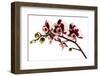 Phalaenopsis Bright Peacock-Fabio Petroni-Framed Premium Photographic Print