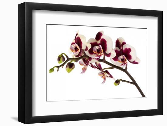 Phalaenopsis Bright Peacock-Fabio Petroni-Framed Premium Photographic Print