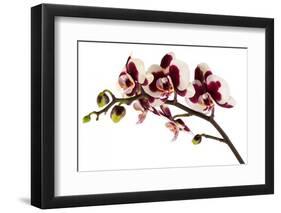 Phalaenopsis Bright Peacock-Fabio Petroni-Framed Premium Photographic Print