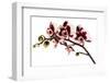 Phalaenopsis Bright Peacock-Fabio Petroni-Framed Premium Photographic Print