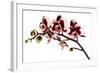 Phalaenopsis Bright Peacock-Fabio Petroni-Framed Photographic Print