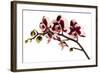 Phalaenopsis Bright Peacock-Fabio Petroni-Framed Photographic Print