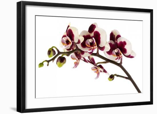 Phalaenopsis Bright Peacock-Fabio Petroni-Framed Photographic Print