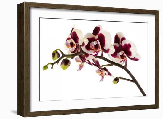 Phalaenopsis Bright Peacock-Fabio Petroni-Framed Photographic Print