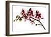 Phalaenopsis Bright Peacock-Fabio Petroni-Framed Photographic Print