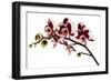 Phalaenopsis Bright Peacock-Fabio Petroni-Framed Photographic Print