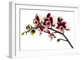 Phalaenopsis Bright Peacock-Fabio Petroni-Framed Photographic Print