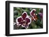 Phalaenopsis “Every Spring”-null-Framed Photographic Print