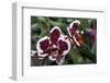Phalaenopsis “Every Spring”-null-Framed Photographic Print