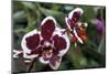 Phalaenopsis “Every Spring”-null-Mounted Photographic Print