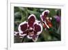 Phalaenopsis “Every Spring”-null-Framed Photographic Print